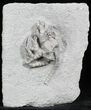 , D Fossil Crinoid (Cyathocrinites) - Crawfordsville, Indiana #27559-2